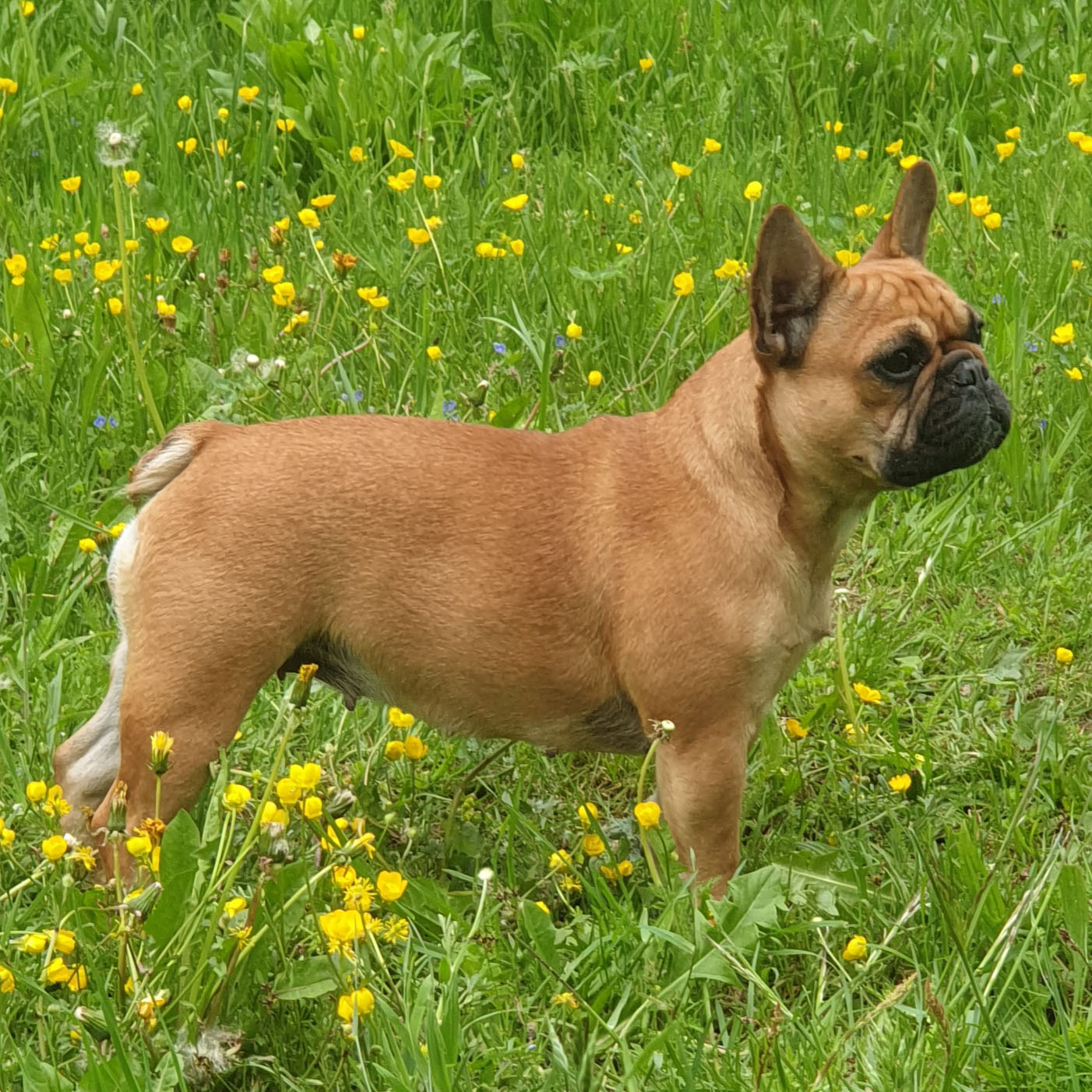 Französische Bulldogge - Steckbrief Rasseportrait & Informationen