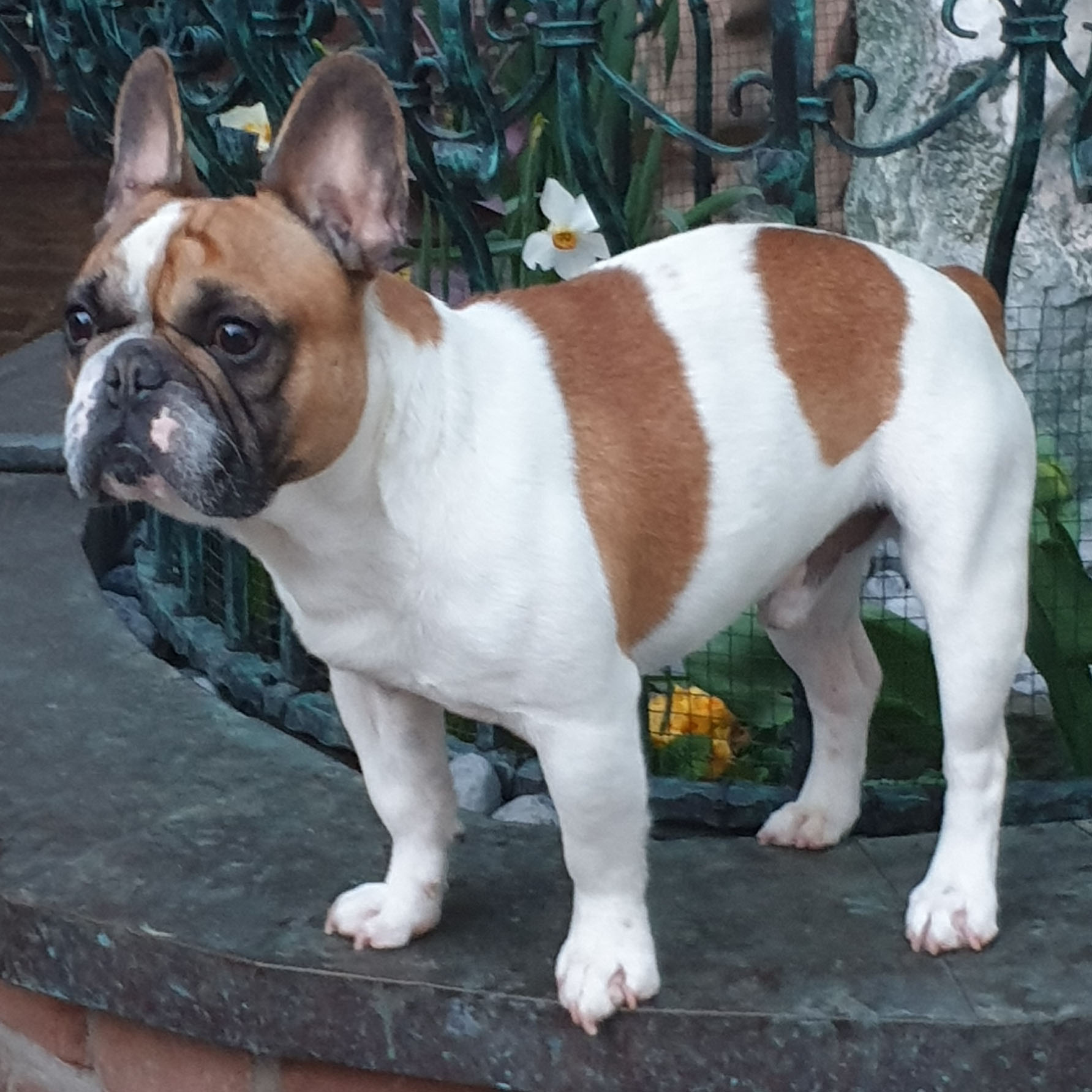 Steckbrief: Französische Bulldogge im Rasseportrait