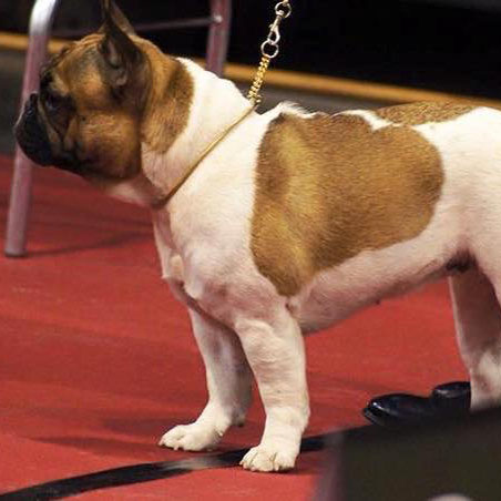 friendsofwilliamwalker Rasseportrait Französische Bulldogge