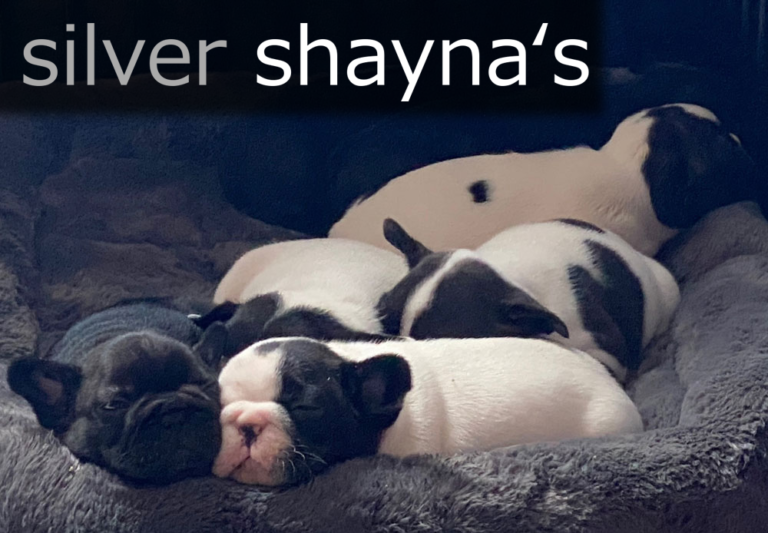Logo silver Shynas