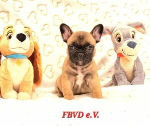Welpe fbvd.de