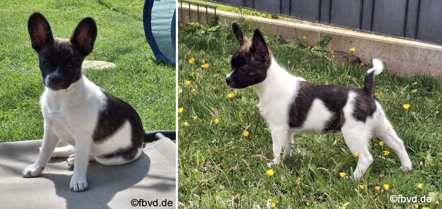 Rassen-Outcross ! Welpen im Zwinger „Frenchie vom Elisabeth-Brunnen“