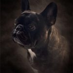 Georgie Boy French Bulldog of Rodau