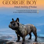 Georgie Boy French Bulldog of Rodau