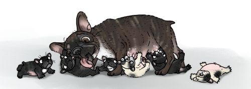 Zwei neue Zuchtwarte für Französische Bulldoggen im FBVD e.V.